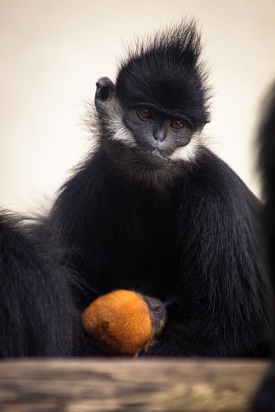 black primate
